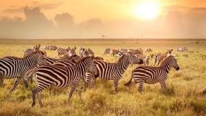 Kenya Safari Masai Mara: Helena Cyrus