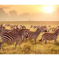 Портфолио Helena Cyrus