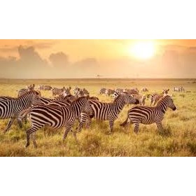 Kenya Safari Masai Mara: Helena Cyrus